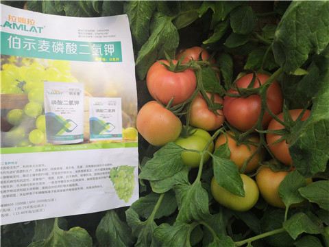 葉面肥，磷酸二氫鉀，鈣肥