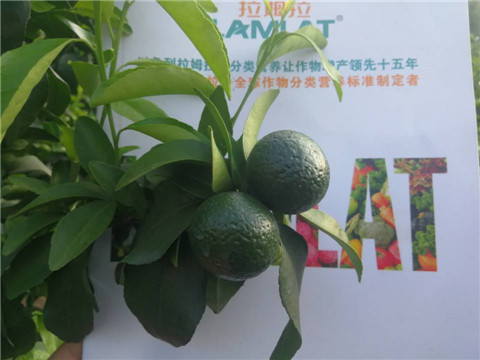 菌劑，水溶肥，