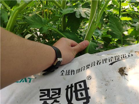 菌劑，拉姆拉