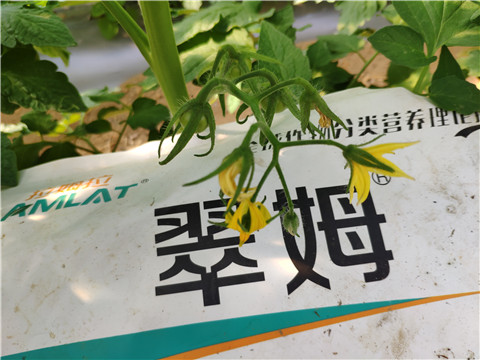 菌劑，拉姆拉