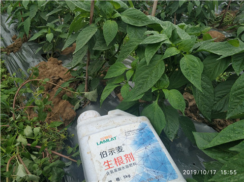 生根劑，伯示麥