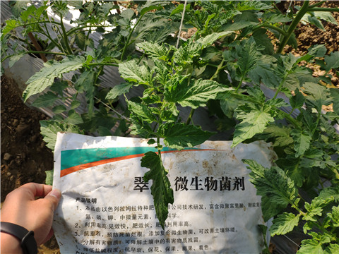 微生物菌劑 ，拉姆拉翠姆