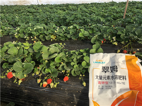 水溶肥，葉面肥，根碧多