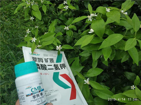 水溶肥，根碧多