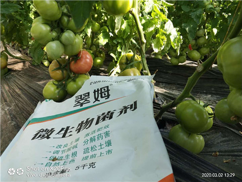 微生物菌劑，根碧多，磷酸二氫鉀