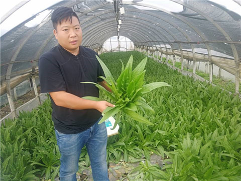 水溶肥，生根劑