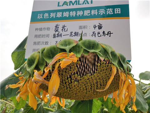 微生物菌劑，根碧多