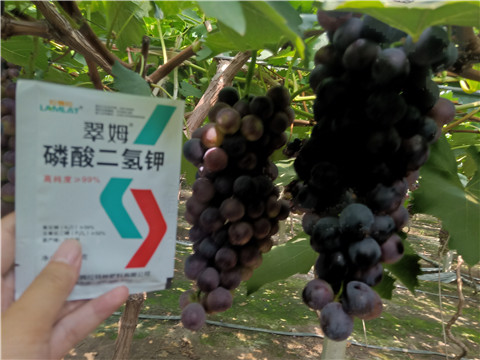 磷酸二氫鉀，葉面肥