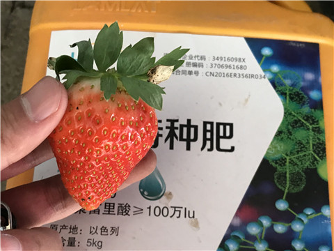 沖施肥，磷酸二氫鉀