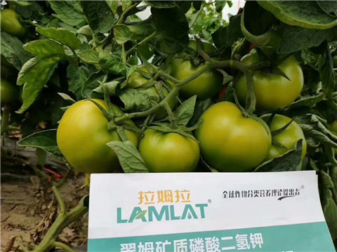 磷酸二氫鉀，鈣肥，水溶肥