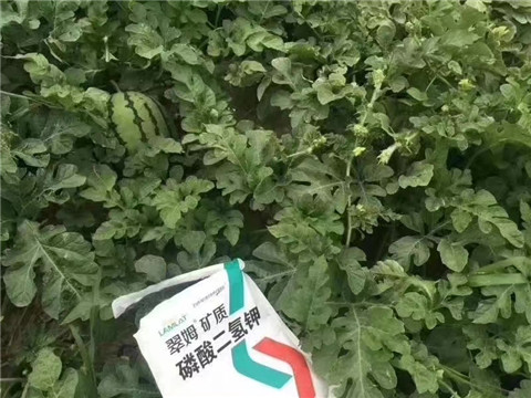 磷酸二氫鉀，硼肥，沖施肥