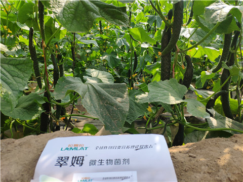 微生物菌劑，根碧多，水溶肥