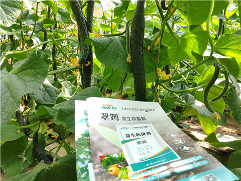 微生物菌劑，根碧多，水溶肥