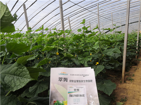 微生物菌劑，拉姆拉