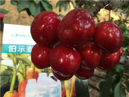 生根劑，微生物菌劑，拉姆拉，伯示麥