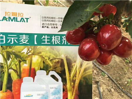生根劑，微生物菌劑，拉姆拉，伯示麥