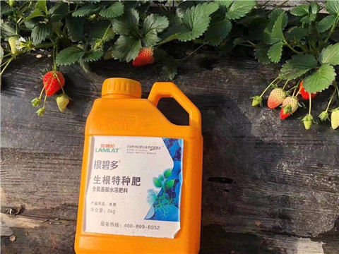 根碧多，微生物菌劑，拉姆拉