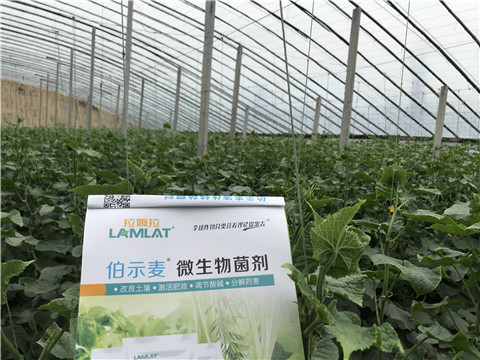 微生物菌劑，生根劑，拉姆拉