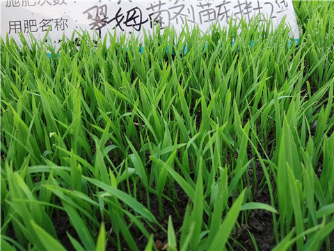 微生物菌劑，拉姆拉