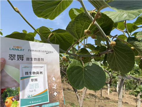 微生物菌劑，拉姆拉