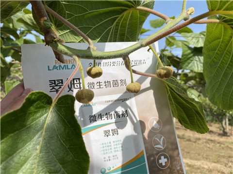 微生物菌劑，拉姆拉