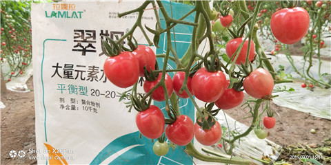 水溶肥，翠姆，拉姆拉