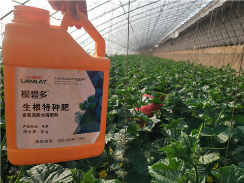 根碧多，拉姆拉