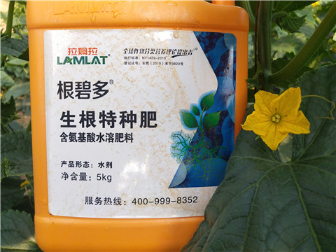 根碧多，拉姆拉