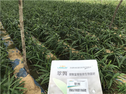 微生物菌劑，翠姆，拉姆拉