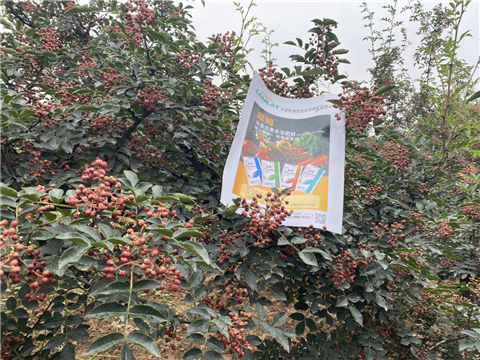 花椒種植，大量元素水溶肥，翠姆