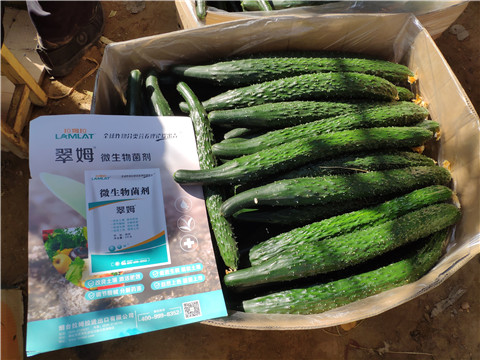 葉面肥，安碧解，除草劑藥害