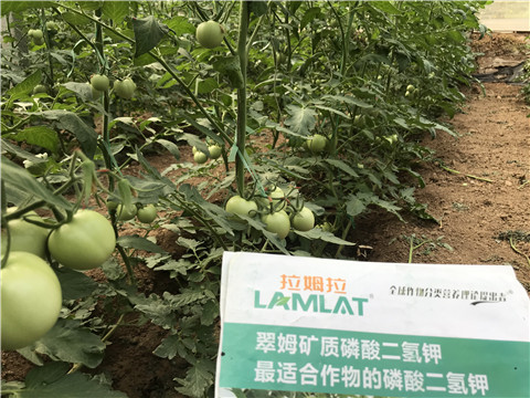 進(jìn)口水溶肥，拉姆拉，翠姆