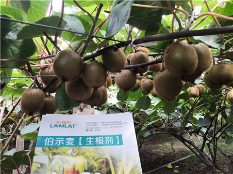 微生物菌劑，生根劑，伯示麥，拉姆拉