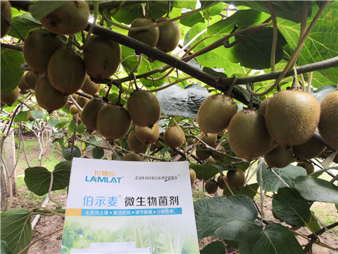 微生物菌劑，生根劑，伯示麥，拉姆拉