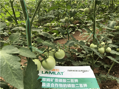 磷酸二氫鉀，拉姆拉，翠姆