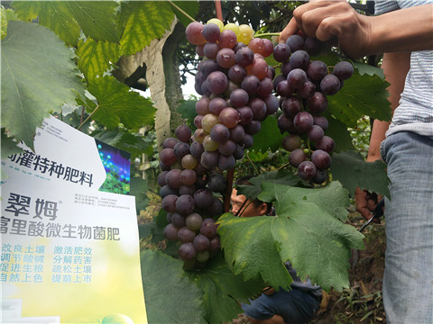 微生物菌劑，拉姆拉，翠姆