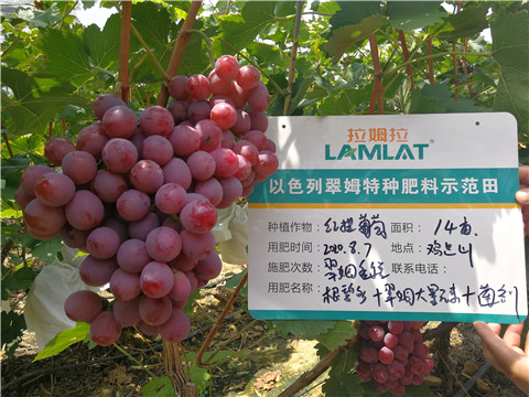 進口水溶肥，拉姆拉，翠姆