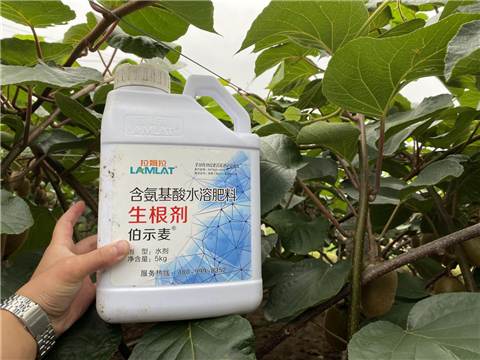 水溶肥，生根劑，微生物菌劑，伯示麥，拉姆拉