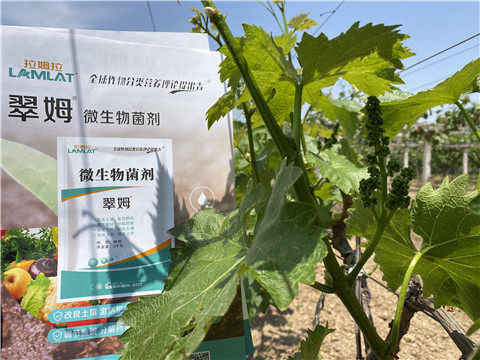 微生物菌劑，拉姆拉，翠姆