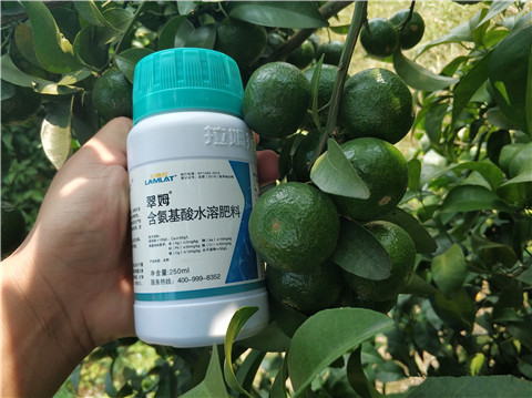 葉面肥，拉姆拉，翠姆