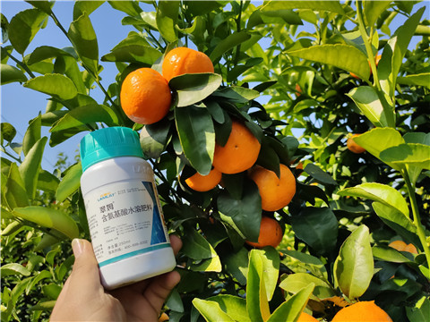 葉面肥，拉姆拉，翠姆