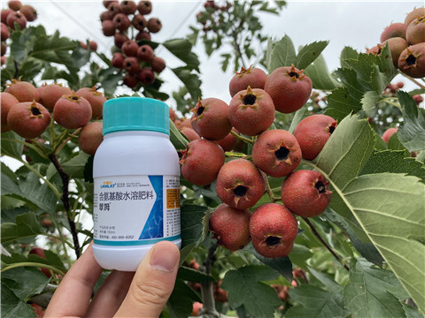 葉面肥，拉姆拉，翠姆