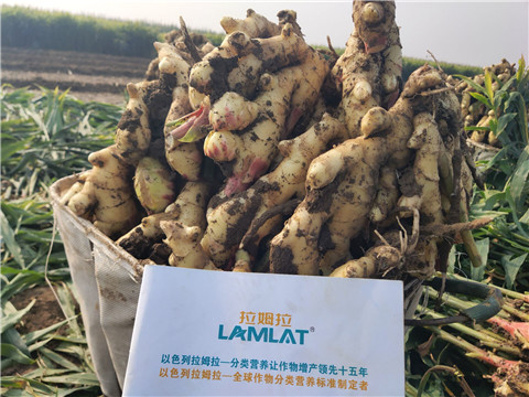 進口水溶肥，拉姆拉，翠姆