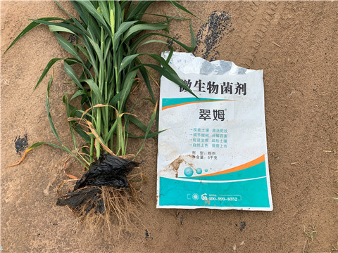 微生物菌劑，拉姆拉，翠姆