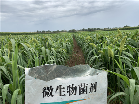 微生物菌劑，拉姆拉，翠姆