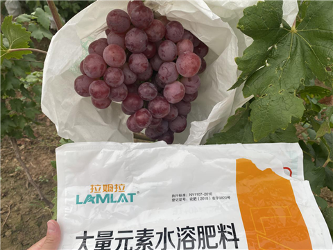 大量元素水溶肥，拉姆拉，翠姆