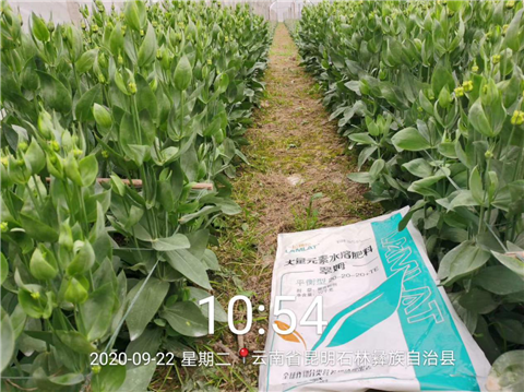 大量元素水溶肥，拉姆拉，翠姆