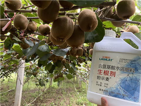 進(jìn)口水溶肥，拉姆拉，伯示麥