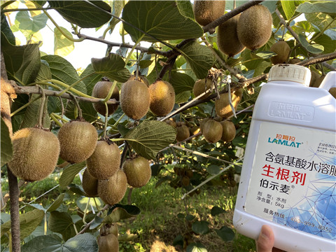 進(jìn)口水溶肥，拉姆拉，伯示麥