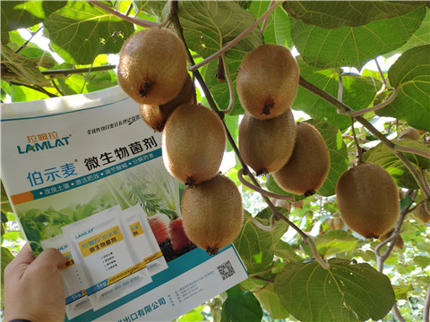 進(jìn)口水溶肥，拉姆拉，伯示麥